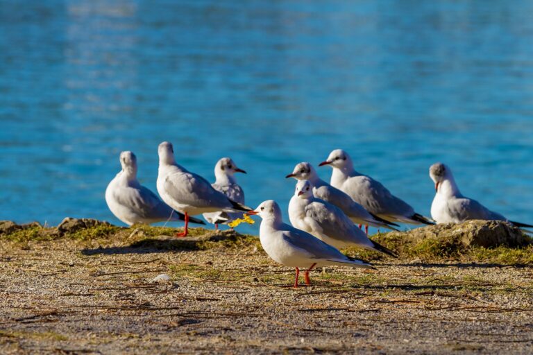 Las gaviotas dispersan las plantas invasoras