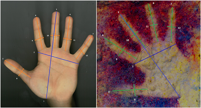 Un estudio demuestra la presencia de manos infantiles en pinturas rupestres