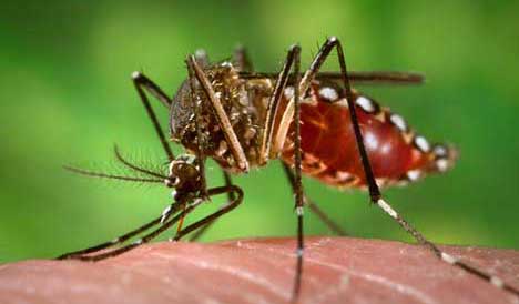Detectadas larvas del mosquito Aedes Aegypti en La Palma