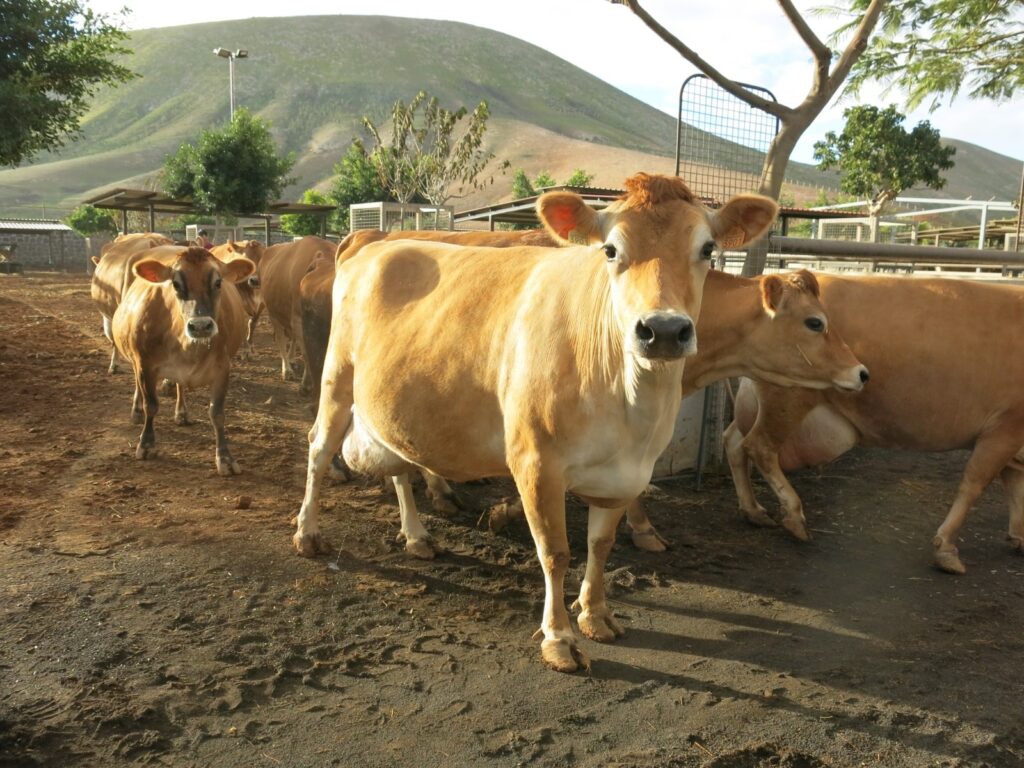 El Gobierno convoca ayudas para los reproductores de ganado bovino, porcino, cunícola y avícola de puesta