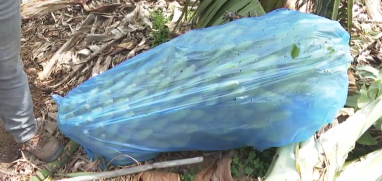 ‘Celia’ arranca matas con piñas de plátanos de hasta 100 kilos de peso