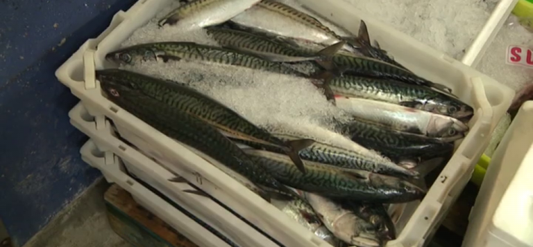 Toneladas de pescado permanecen en origen por la huelga de transportistas