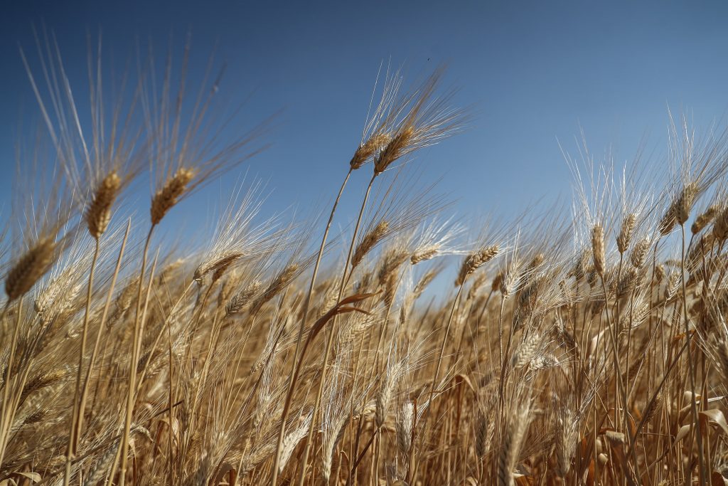 Cuatro millones de toneladas de cereales están bloqueadas en Ucrania