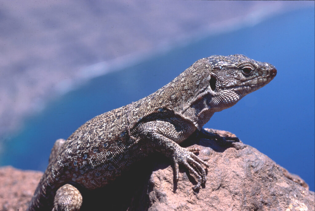 El lagarto gigante de Tenerife en peligro de extinción