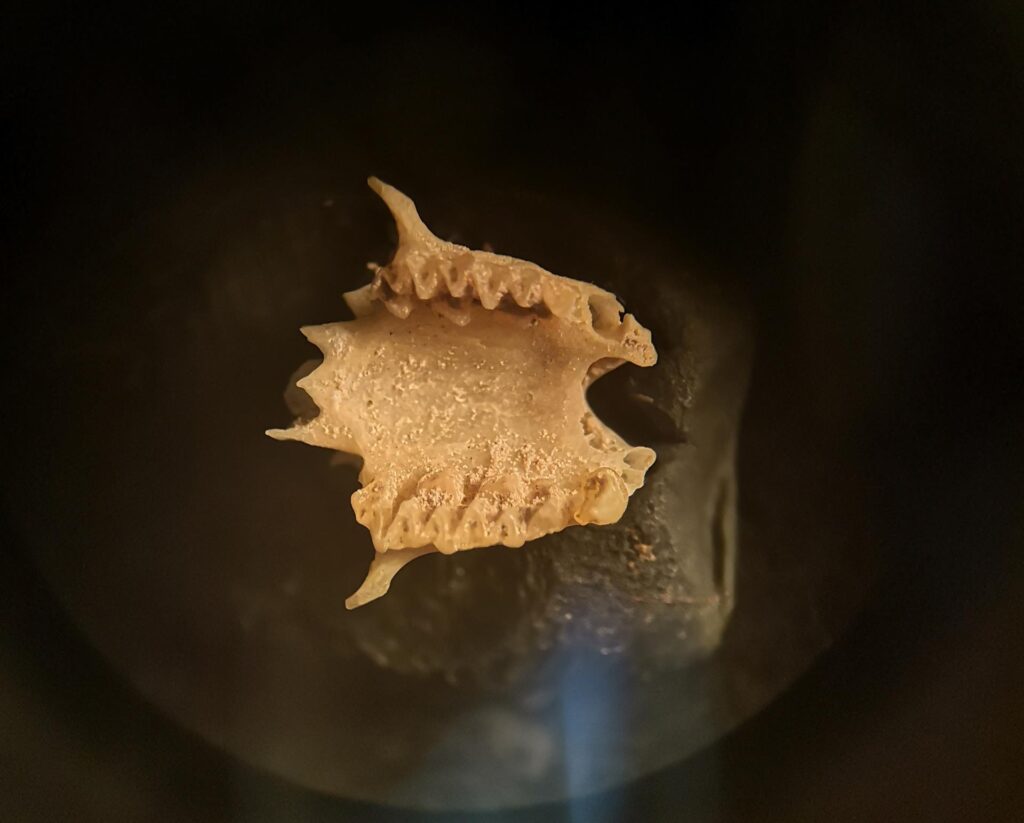 Se hallan restos fósiles de murciélagos extintos en Lanzarote