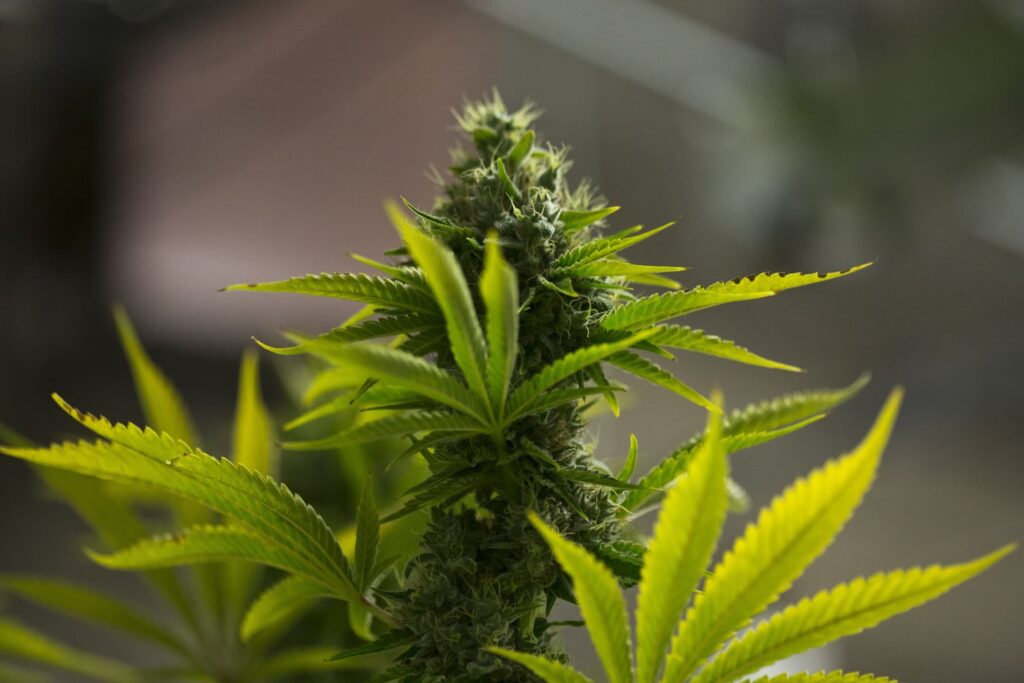Un tribunal de Brasil autoriza por primera vez el cultivo de cannabis con fines medicinales