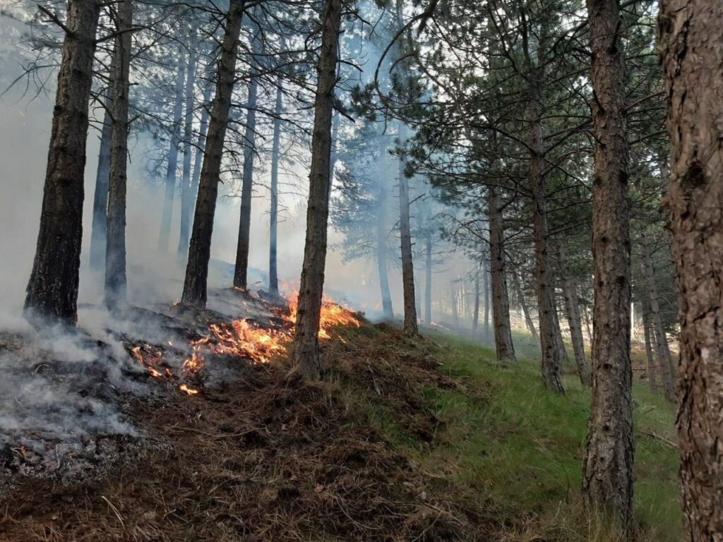 Múltiples incendios asolan el territorio español en plena ola de calor