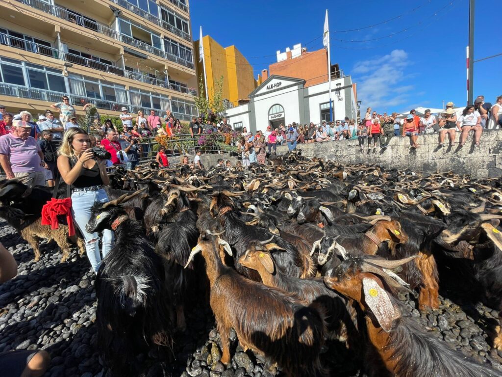 Puerto de la Cruz retoma su tradicional "baño de cabras" por las fiestas de San Juan