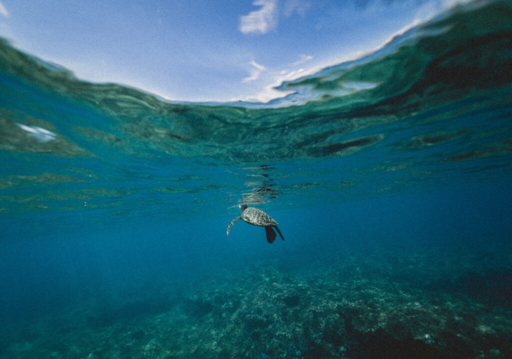 La contaminación del mar pone en riesgo la vida de las tortugas marinas, en peligro de extinción