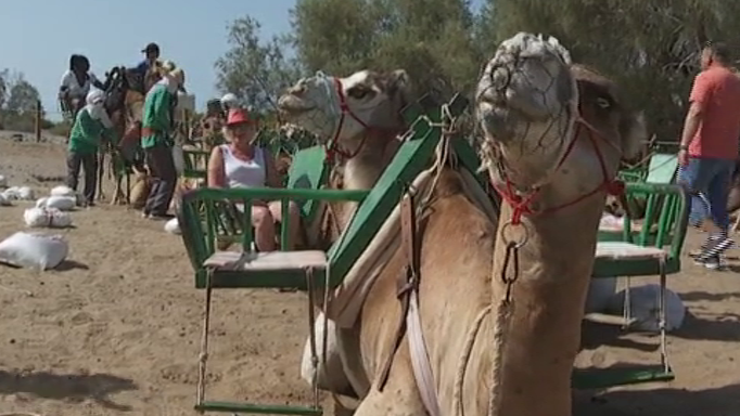 Los paseos en camellos en las Dunas de Maspalomas podrían desaparecer