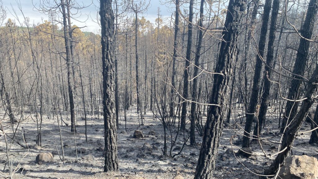 La superficie arrasada por los incendios es ya más del triple que la media de la década