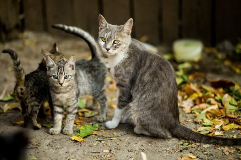 Prueban con éxito una vacuna contra el coronavirus para animales