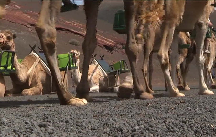 El Parque Nacional de Timanfaya actualiza las tarifas de los paseos en camello