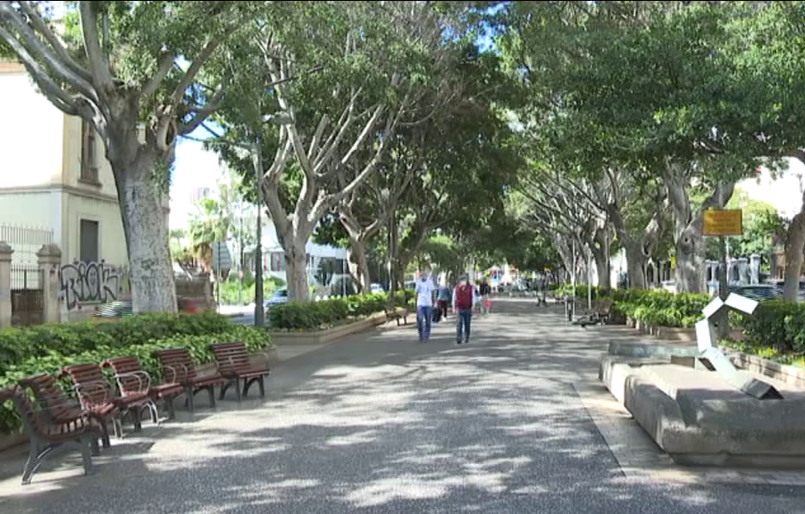 En Canarias hay más de 100.000 árboles urbanos amenazados