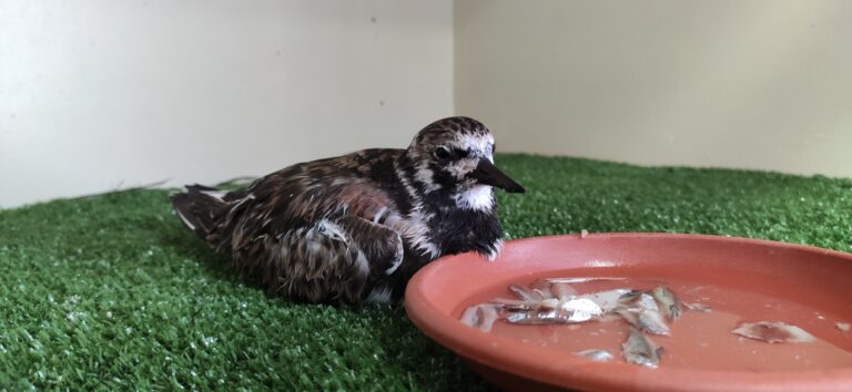La acción del hombre, la principal causa de amenaza en la fauna silvestre