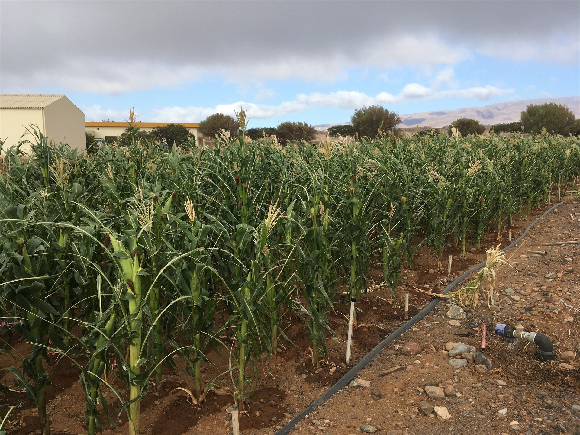 Lanzarote prevé crear una nueva red de riego para Teguise y Haría. (Archivo) Plantación agrícola