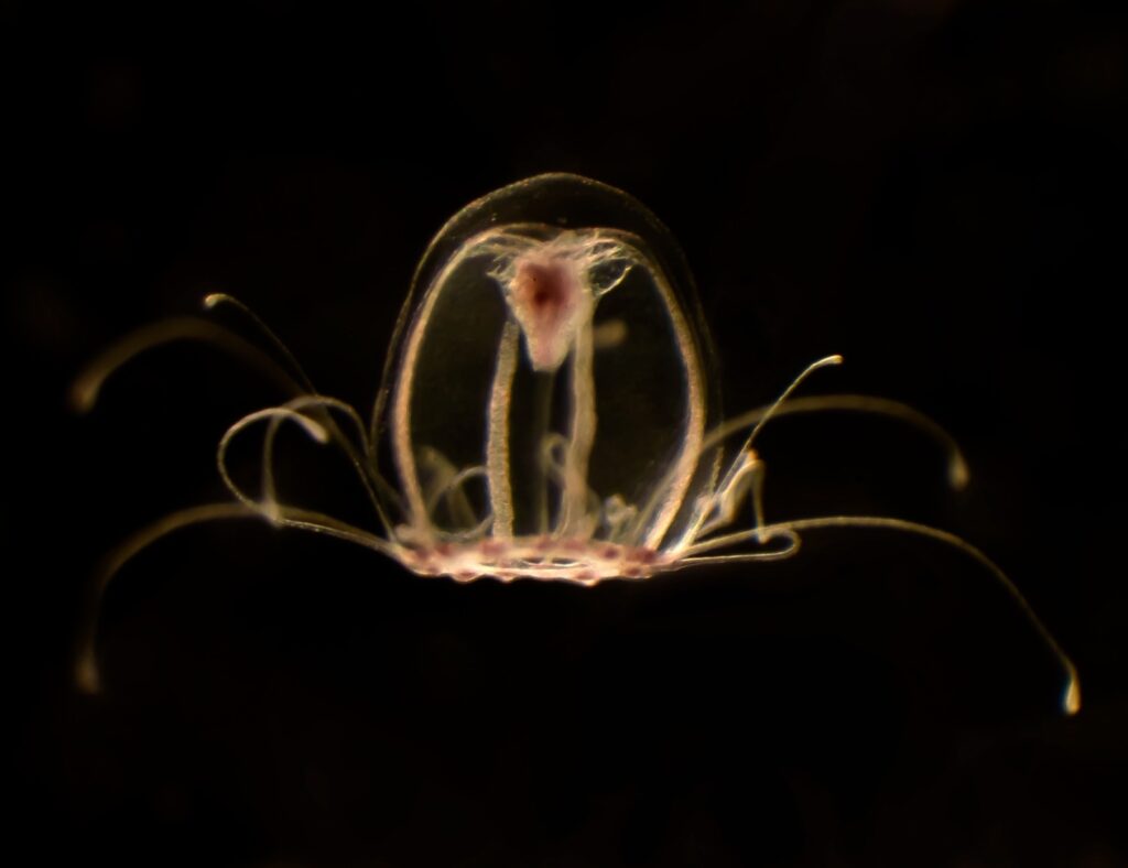 Un grupo de científicos de la Universidad de Oviedo analiza la posibilidad de relacionar la medusa 'inmortal' con patologías relacionadas con el envejecimiento humano
