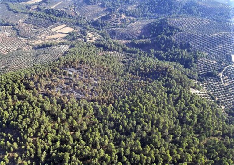 Agricultores y ganaderos, sin parcelas ni pastos por los incendios forestales