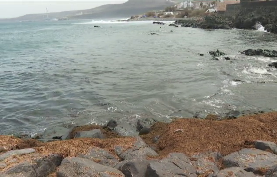Advierten de la presencia de un nuevo tipo de alga invasora en Canarias