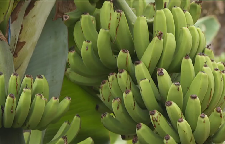 Una platanera en Arucas, Gran Canaria, da cuatro piñas en lugar de una