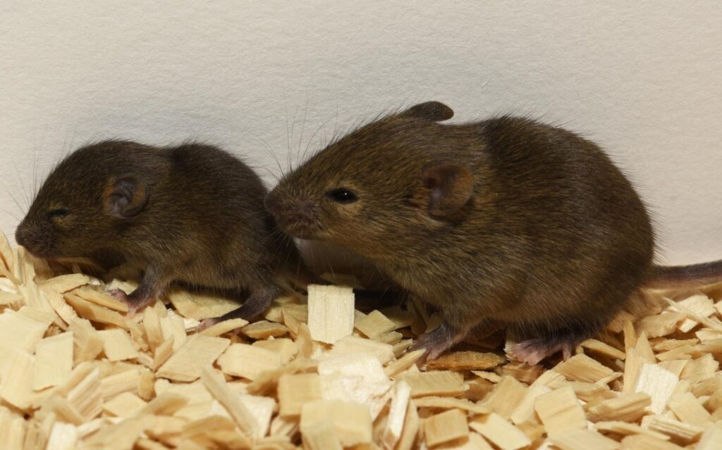 Replican norovirus humanos en ratones para una vacuna de la gastroenteritis