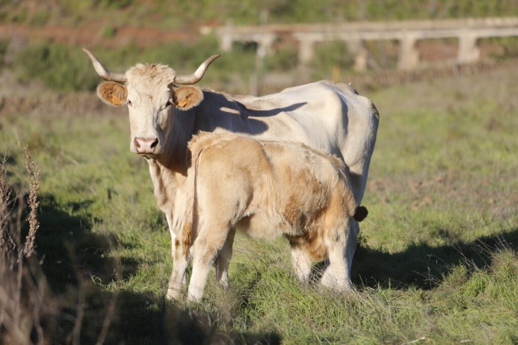 El Cabildo de Tenerife detecta más consumo de carne local de bovino y caprino