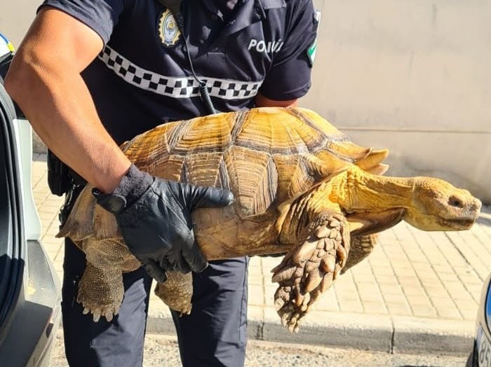Hallan en afluente del Guadalquivir tortuga africana en peligro de extinción
