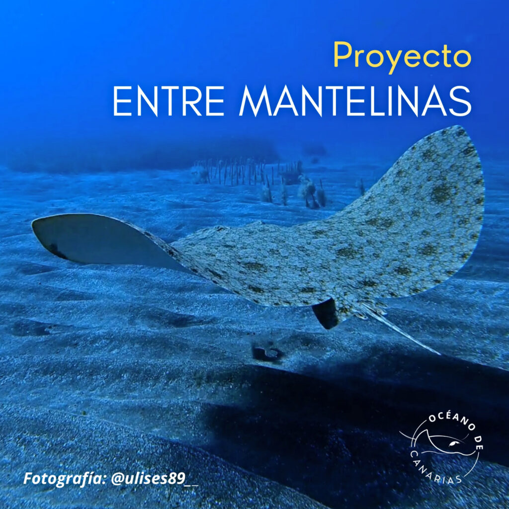 Jornadas para promover la preservación de La Mantelina en Arona