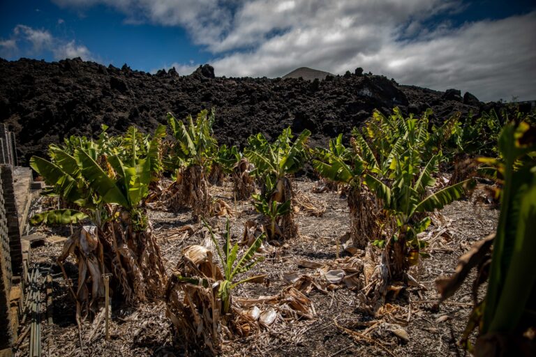Estado, Gobierno canario y Cabildo han activado ayudas para los afectados por el volcán