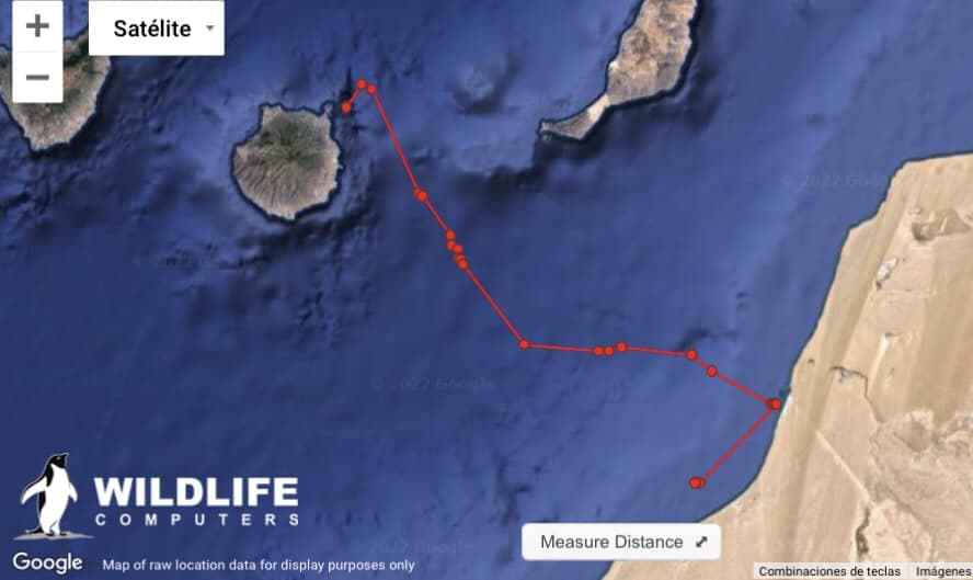 La tortuga Pandora llega a la costa del Sáhara