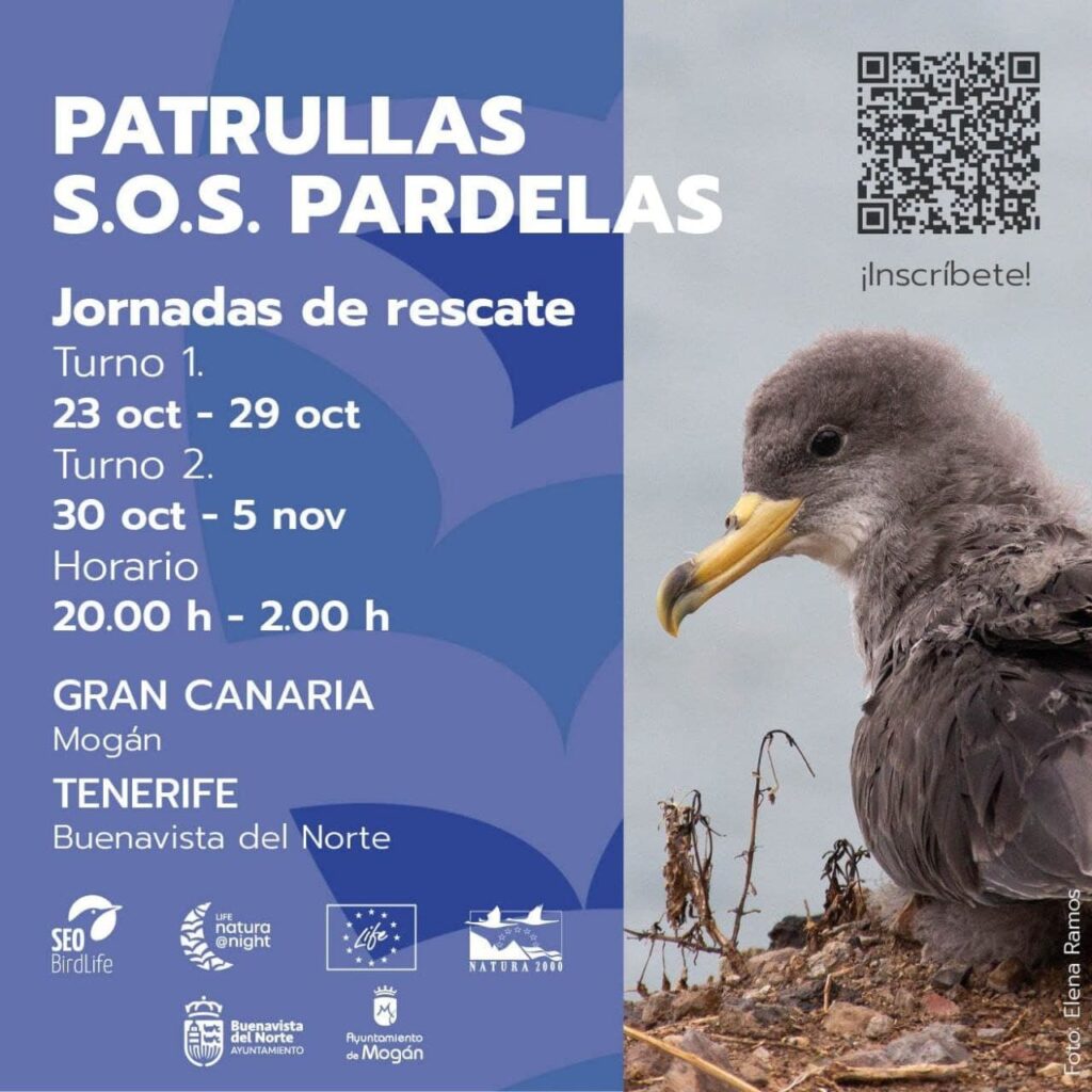 Canarias apaga luces para proteger a la pardela cenicienta