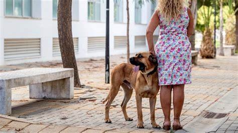 La Frontera elaborará una ordenanza reguladora de perros para proteger a víctimas de la violencia de género 