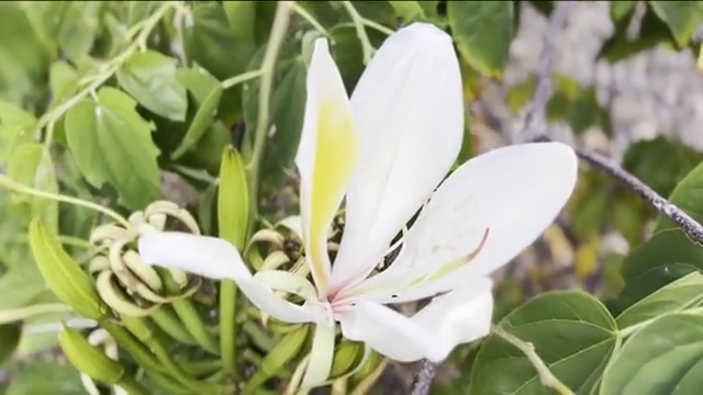 Florece en Fuerteventura una planta casi extinta en Madagascar