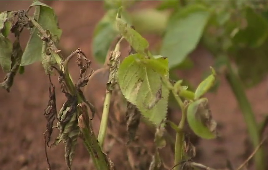 Las plagas preocupan a los agricultores canarios