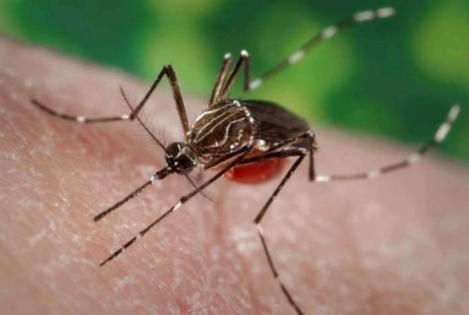 Detectan ejemplares de mosquito Aedes aegypti en Tenerife