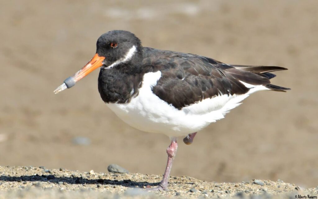 La ULPGC encuentra gran cantidad de contaminantes en las aves de Gran Canaria