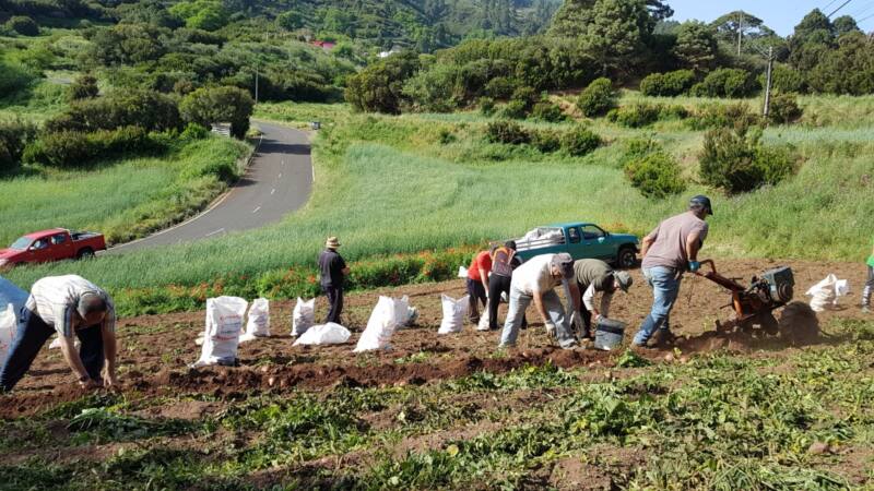 Canarias fue la región de la UE con la hectárea de tierra cultivable más cara en 2021