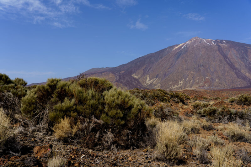 Las retamas del parque nacional del Teide serán valladas