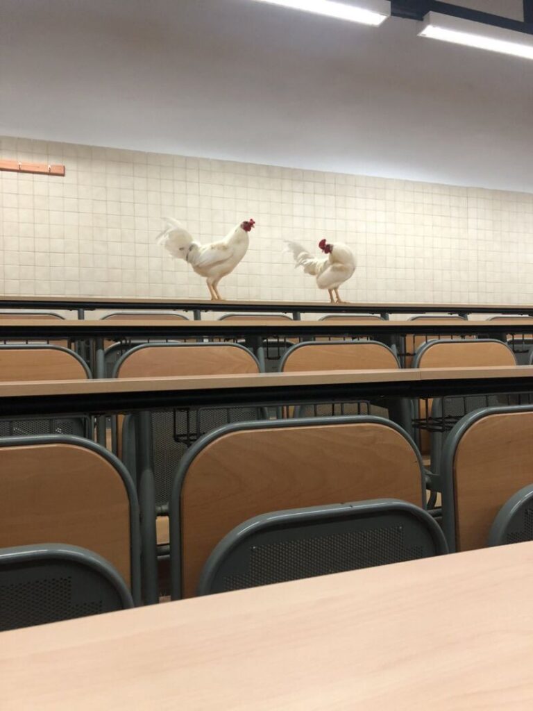 Las gallinas toman la Universidad de La Laguna