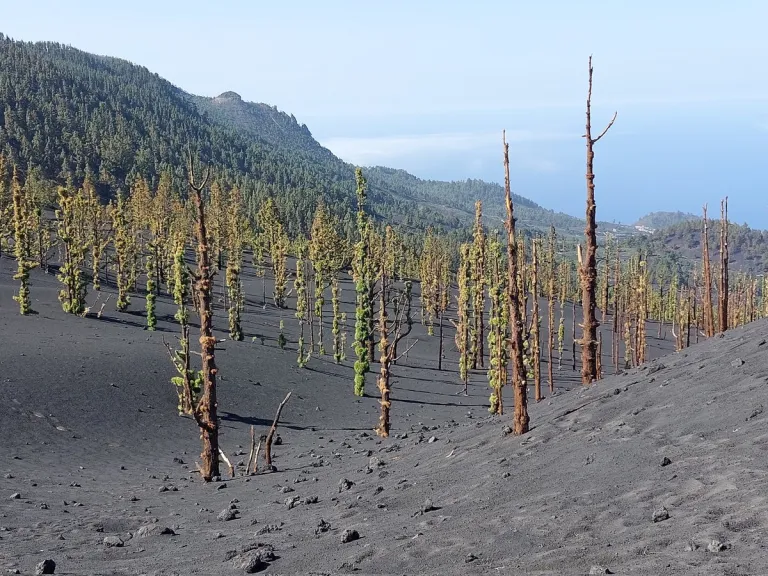 La erupción de La Palma enseña cómo también los volcanes moldean la evolución