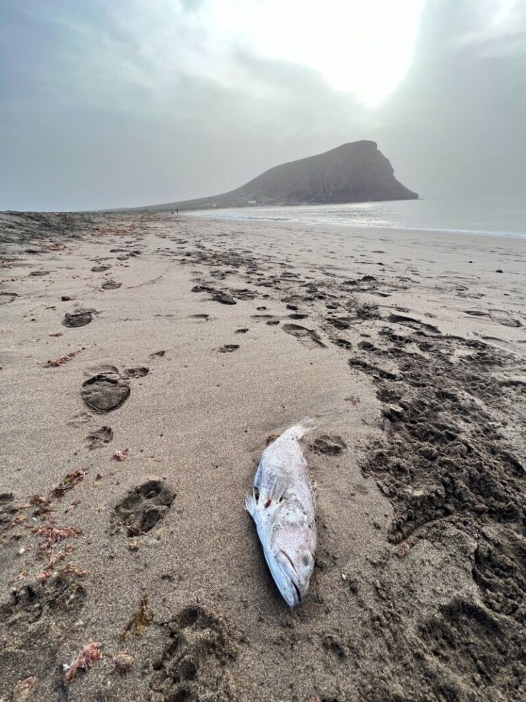 Denuncian el hallazgo de "miles" de peces muertos en la playa de La Tejita