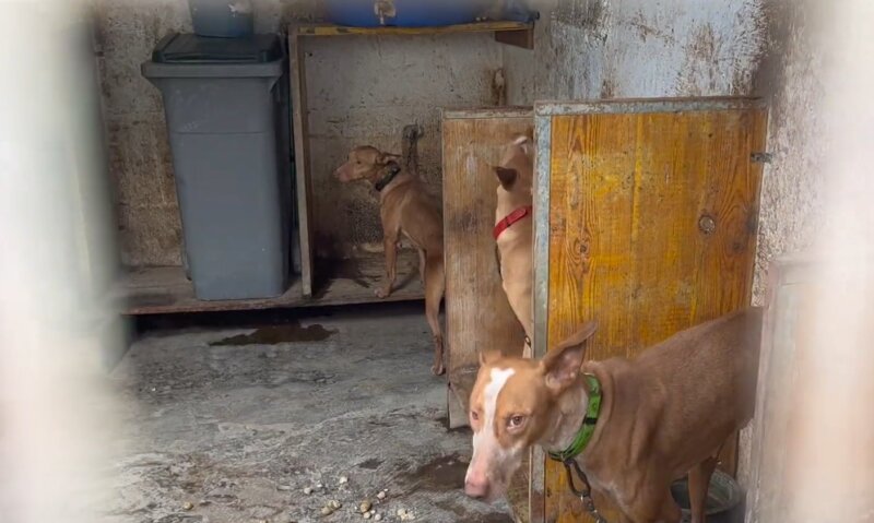 Denuncian a una guardería con más de 250 animales en Pedro Hidalgo, Gran Canaria