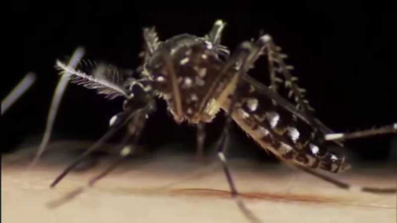 Basilio Valladares descarta la posibilidad de contagio local de dengue en las islas
