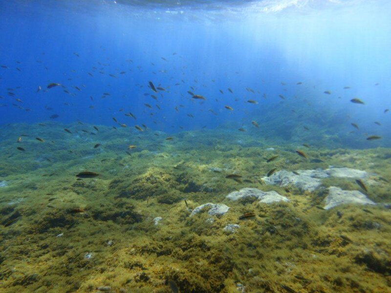 El cambio climático amenaza algas claves para ecosistemas marinos de Canarias