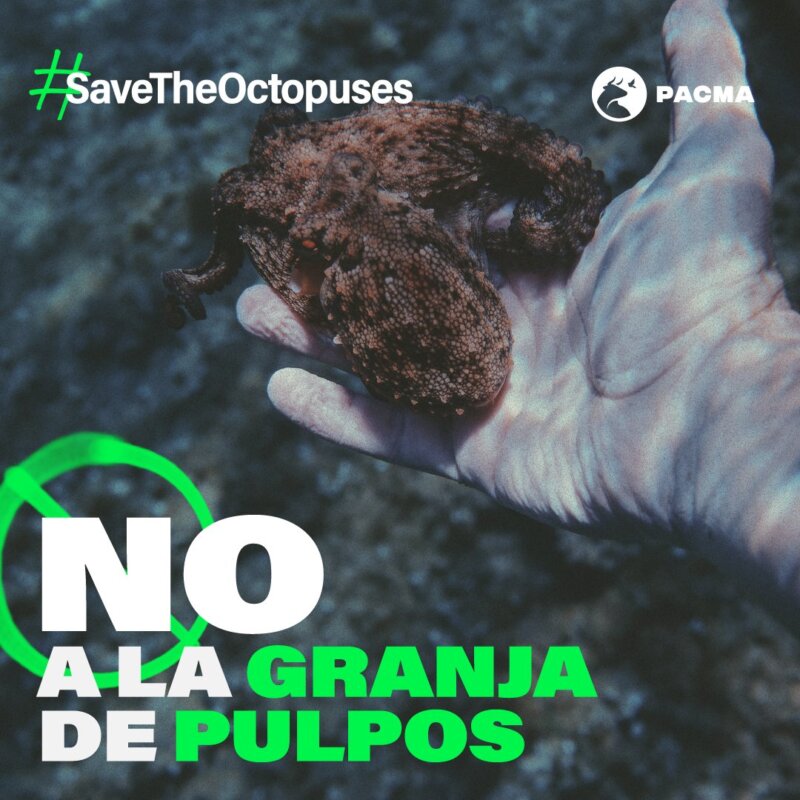 Colectivos ecologistas se manifiestan contra la granja de pulpos prevista para Gran Canaria