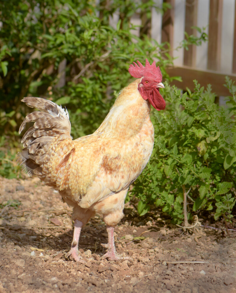 Vecinos del barrio de Tenoya alertaron tras hallar tres gallinas, un gallo y una tórtola decapitadas sobre un parterre en la vía pública