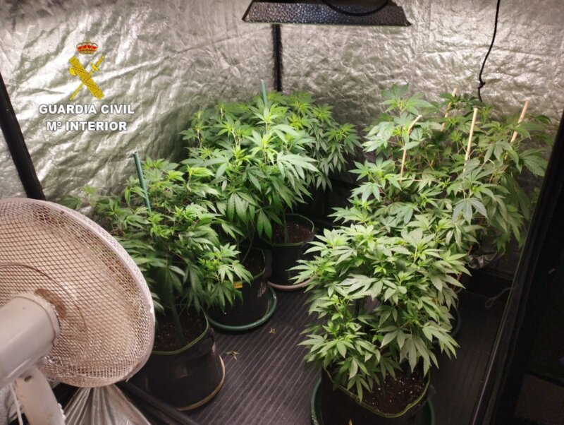 Localizan una plantación con más de 200 plantes de marihuana en Lanzarote