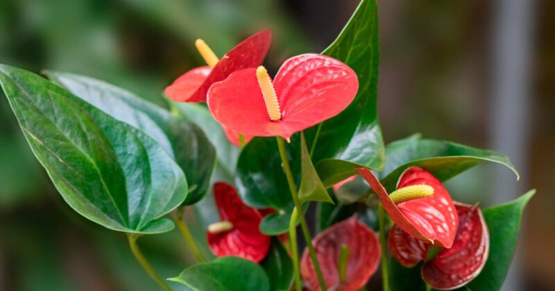 El anturio conocido también como la 'planta del amor' por sus flores rojas es uno de lo más solicitados dado que requiere de un menor cuidado y que puede llegar a durar todo un año