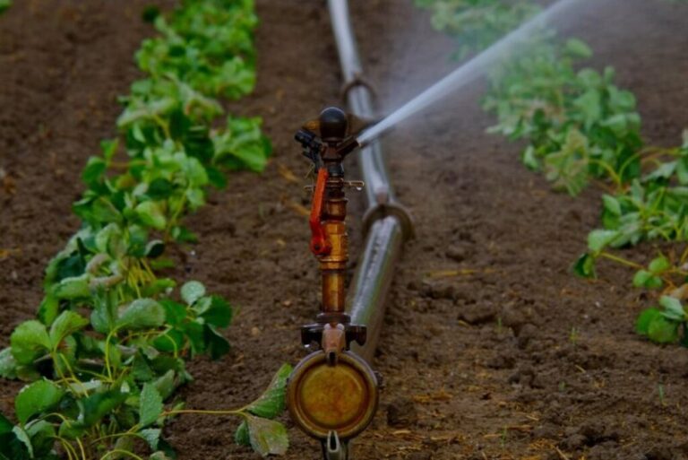 Las Palmas de Gran Canaria adjudica la instalación de un sistema para regar espacios naturales en tres barrios