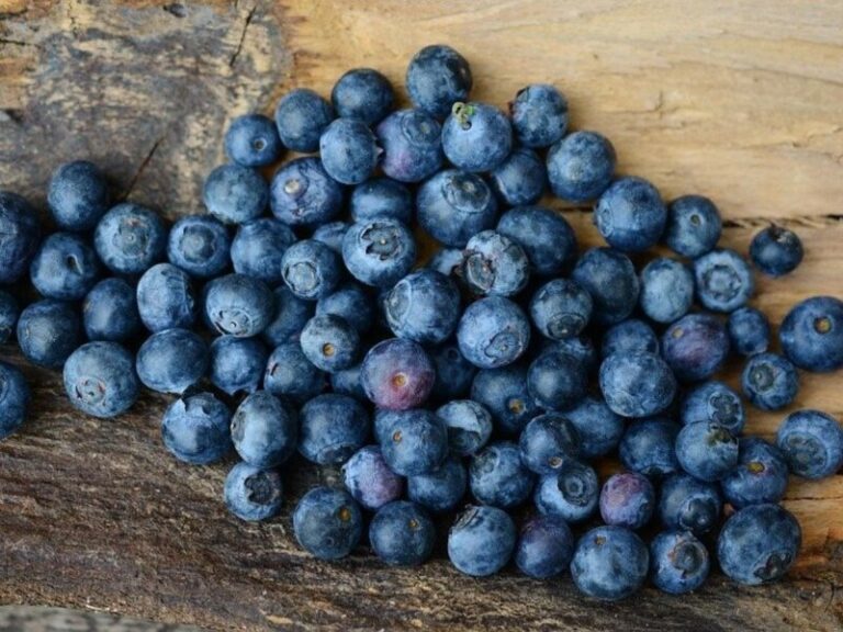 Gran Canaria exporta toneladas de arándanos cada año